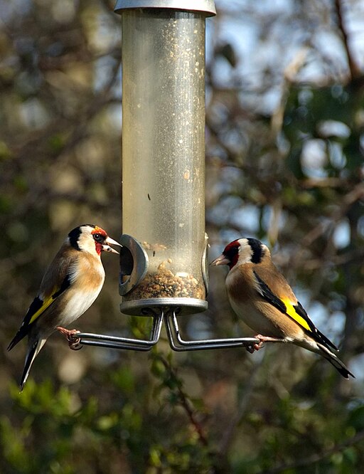 Goldfinches on bird feeder by andy carter, CC BY 2.0 <https://creativecommons.org/licenses/by/2.0>, via Wikimedia Commons