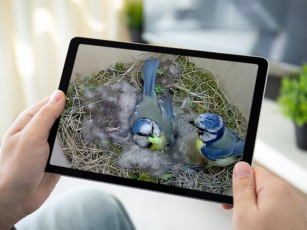 Green feathers bird box camera kit sales
