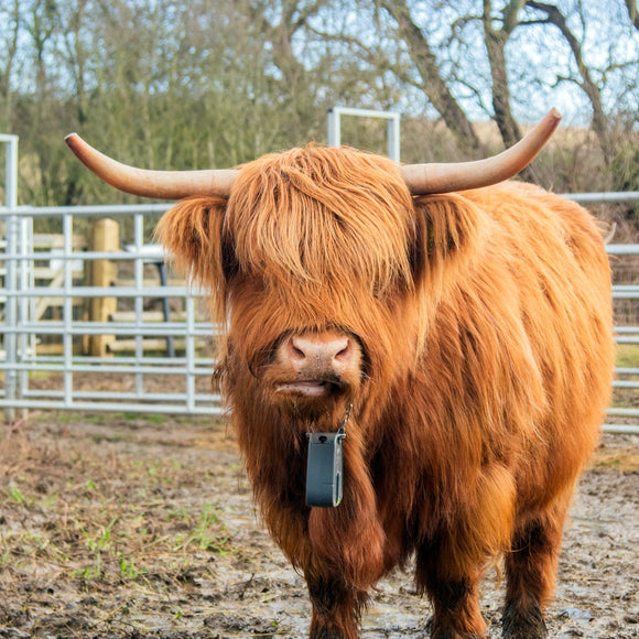 'Adopt a Highland Cow' Gift Box