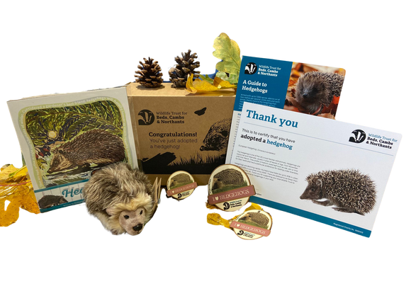 'Adopt a Hedgehog' Gift Box