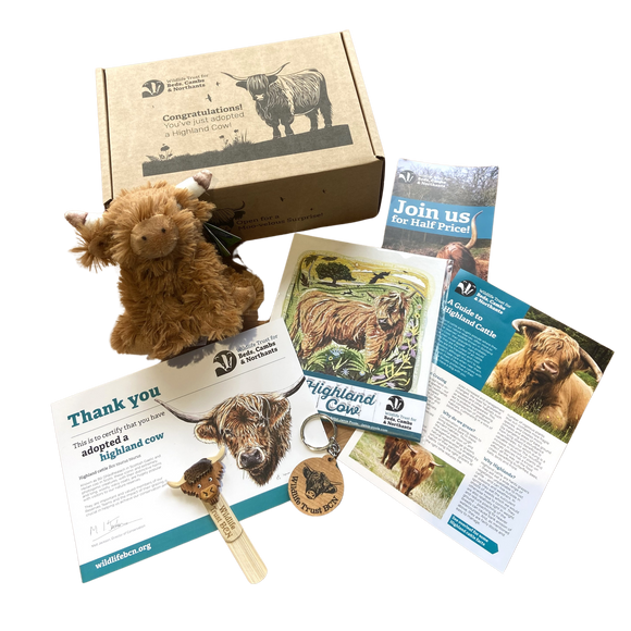 'Adopt a Highland Cow' Gift Box