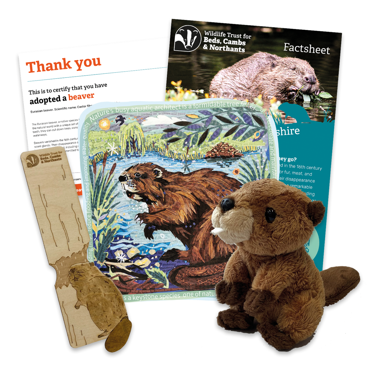 'Adopt a Beaver' Gift Box – Wildlife Trust BCN Shop