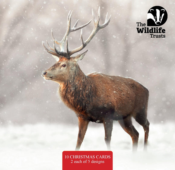 Wildlife Trust Mixed Christmas Cards (Large)