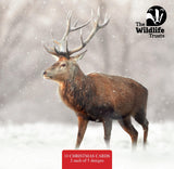 Wildlife Trust Mixed Christmas Cards (Large)
