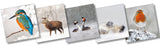 Wildlife Trust Mixed Christmas Cards (Large)
