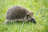 'Adopt a Hedgehog' Gift Box