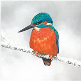 Wildlife Trust Pack of 10 Christmas Cards